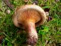 Paxillus involutus - Kahler Krempling - Hdingen