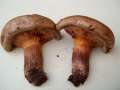 Paxillus involutus - Kahler Krempling - Hdingen