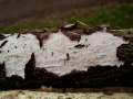 Peniophora&nbsp;quercina&nbsp;-&nbsp;Eichen Cystidenrindenpilz&nbsp;-&nbsp;H�dingen