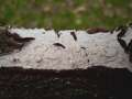 Peniophora&nbsp;quercina&nbsp;-&nbsp;Eichen Cystidenrindenpilz&nbsp;-&nbsp;H�dingen