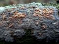 Eichen Zystidenrindenpilz