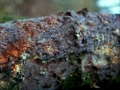 Peniophora quercina - Eichen Zystidenrindenpilz - Weferlingen