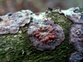 Peniophora quercina - Eichen Zystidenrindenpilz - Weferlingen