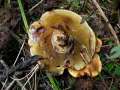 Phaeolus schweinitzii - Kiefern - Braunporling - Hdingen