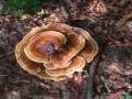 Phaeolus schweinitzii - Kiefern-Braunporling - Weferlingen