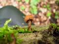 Phaeomarasmius erinaceus - Igel-Schppchenschnitzling - Weferlingen