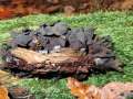 Phaeotremella frondosa - (schwarze Tremella Art) - Hdingen