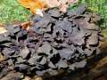 Phaeotremella frondosa - (schwarze Tremella Art) - Hdingen