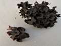 Phaeotremella frondosa - (schwarze Tremella Art) - Hdingen