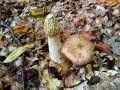 Phallus&nbsp;impudicus&nbsp;-&nbsp;Gemeine Stinkmorchel&nbsp;-&nbsp;H�dingen