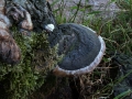 Apfelbaum Feuerschwamm