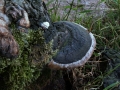 Phellinus alni - Apfelbaum Feuerschwamm - Seggerde