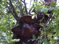 Phellinus&nbsp;alni&nbsp;-&nbsp;Apfelbaum Feuerschwamm&nbsp;-&nbsp;Seggerde