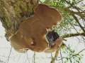 Phellinus alni - Apfelbaum-Feuerschwamm - Seggerde