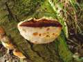 Phellinus pomaceus - Pflaumen - Feuerschwamm - Walbeck