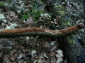 Fuscoporia ferruginosa - Rostbrauner Feuerschwamm - Weferlingen-Walbeck