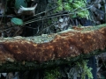 Fuscoporia ferruginosa - Rostbrauner Feuerschwamm - Weferlingen-Walbeck