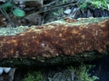 Fuscoporia ferruginosa - Rostbrauner Feuerschwamm - Weferlingen-Walbeck