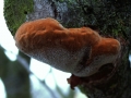Phellinus&nbsp;pomaceus&nbsp;-&nbsp;Pflaumen - Feuerschwamm&nbsp;-&nbsp;Weferlingen