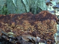Fuscoporia ferruginosa - Rostbrauner Feuerschwamm - Weferlingen