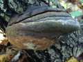 Fomitiporia&nbsp;robusta&nbsp;-&nbsp;Eichen Feuerschwamm&nbsp;-&nbsp;Weferlingen