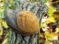 Fomitiporia robusta - Eichen - Feuerschwamm - Weferlingen