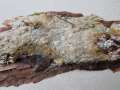 Phlebiopsis gigantea - Groer Zystidenrindenpilz - Walbeck
