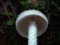 Pholiota lenta - Tonweier Schppling - Hdingen