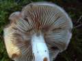 Pholiota lenta - Tonweier Schppling - Hdingen