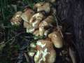 Pholiota&nbsp;squarrosa&nbsp;-&nbsp;Sparriger Sch�ppling&nbsp;-&nbsp;H�dingen