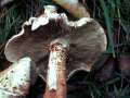 Pholiota&nbsp;squarrosa&nbsp;-&nbsp;Sparriger Sch�ppling&nbsp;-&nbsp;H�dingen