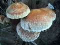 Pholiota populnea - Pappel Schppling - Hdingen