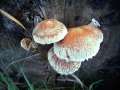 Pholiota populnea - Pappel Schppling - Hdingen