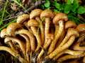 Pholiota squarrosa - Sparriger Schppling - Hdingen