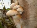 Pholiota populnea - Pappel-Schppling - Hdingen