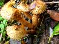 Pholiota squarrosa - Sparriger Schppling - Hdingen