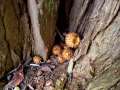 Pholiota squarrosa - Sparriger Schppling - Hdingen