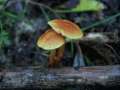 Pholiota&nbsp;pityrodes&nbsp;-&nbsp;Schilf -Sch�ppling&nbsp;-&nbsp;Hohenwarthe