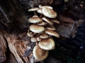 Pholiota squarrosa - Sparriger Schppling - Seggerde