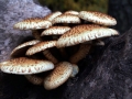 Pholiota squarrosa - Sparriger Schppling - Seggerde