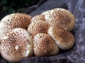 Pholiota squarrosa - Sparriger Schppling - Seggerde