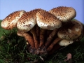 Pholiota squarrosa - Sparriger Schppling - Seggerde