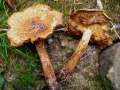 Pholiota squarrosa - Sparriger Schppling - Weferlingen-Walbeck