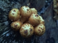 Pholiota&nbsp;squarrosa&nbsp;-&nbsp;Sparriger Sch�ppling&nbsp;-&nbsp;Weferlingen
