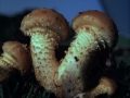 Pholiota squarrosa - Sparriger Schppling - Weferlingen