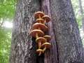 Pholiota&nbsp;cerifera&nbsp;-&nbsp;Hochthronender Sch�ppling&nbsp;-&nbsp;Weferlingen