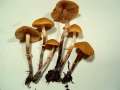 Pholiotina teneroides - Zweisporiger Glockenschppling - Hdingen