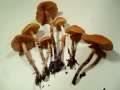 Pholiotina teneroides - Zweisporiger Glockenschppling - Hdingen
