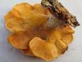 Phyllotopsis nidulans - Orangeseitling - Bischofswald