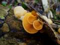 Phyllotopsis nidulans - Orangeseitling - Hdingen